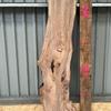 A burr elm board, suitable for high-quality furniture making, table tops, benches, kiln-dried, with waney edge