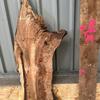 A burr elm board, suitable for high-quality furniture making, table tops, benches, kiln-dried, with waney edge