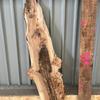 A burr elm board, suitable for high-quality furniture making, table tops, benches, kiln-dried, with waney edge