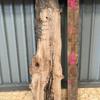 A burr elm board, suitable for high-quality furniture making, table tops, benches, kiln-dried, with waney edge