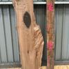 A pippy elm board, suitable for high-quality furniture making, table tops, benches, kiln-dried, with waney edge