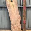 Pippy Elm suitable for high-quality furniture making, table tops, benches, kiln-dried, waney edge