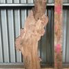 Burr Elm, kiln dried, waney edge board 