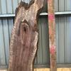 Pippy American black Walnut, kiln dried, flattened, waney edge