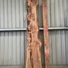 Burr Elm Board suitable for high-quality furniture making, table tops, benches, kiln-dried, waney edge