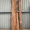 Burr Elm, flattened, kiln dried, waney edge board 