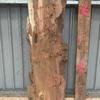 Burr Elm board, suitable for high-quality furniture making, table tops, benches, kiln-dried, waney edge