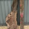 Burr Elm board, suitable for high-quality furniture making, table tops, benches, kiln-dried, waney edge