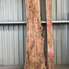 Burr Elm board, suitable for high-quality furniture making, table tops, benches, kiln-dried, waney edge