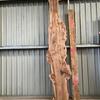 Burr Elm board, suitable for high-quality furniture making, table tops, benches, kiln-dried, waney edge