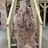 Burr Elm board, suitable for high-quality furniture making, table tops, benches, kiln-dried, waney edge