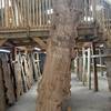 Burr Elm board suitable for high-quality furniture making, table tops, benches, kiln-dried, waney edge